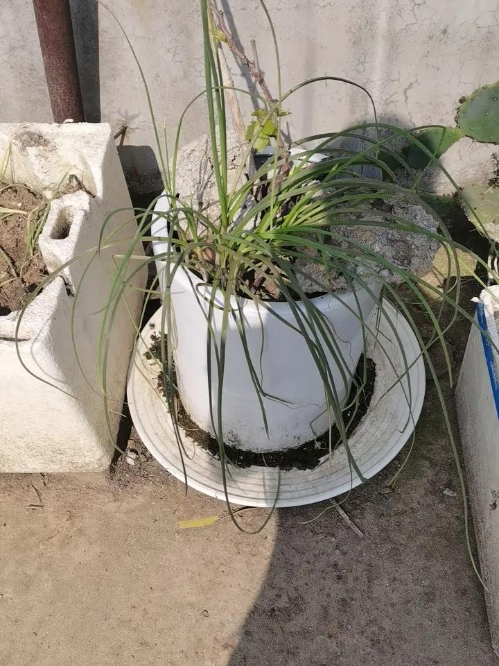 不知道啥时候长出来的，爆盆，经查为野韭菜，有点喧宾夺主了。