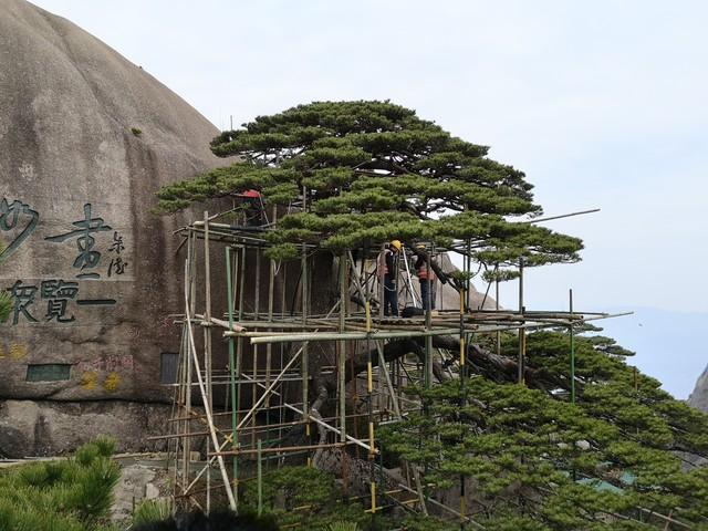 一个正确，一个错误！一、安徽黄山景区用钢架结构，来防护国宝“迎客松”受台风“巴