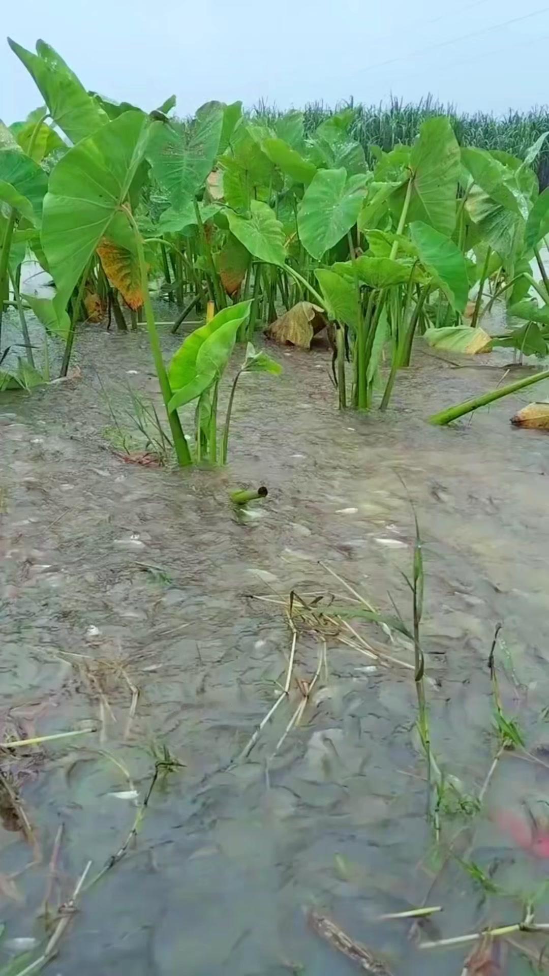 🌧️雨中漫步乡野田间，清新空气扑面而来，雨滴冲刷着视野，也仿佛在洗涤心灵。泥土