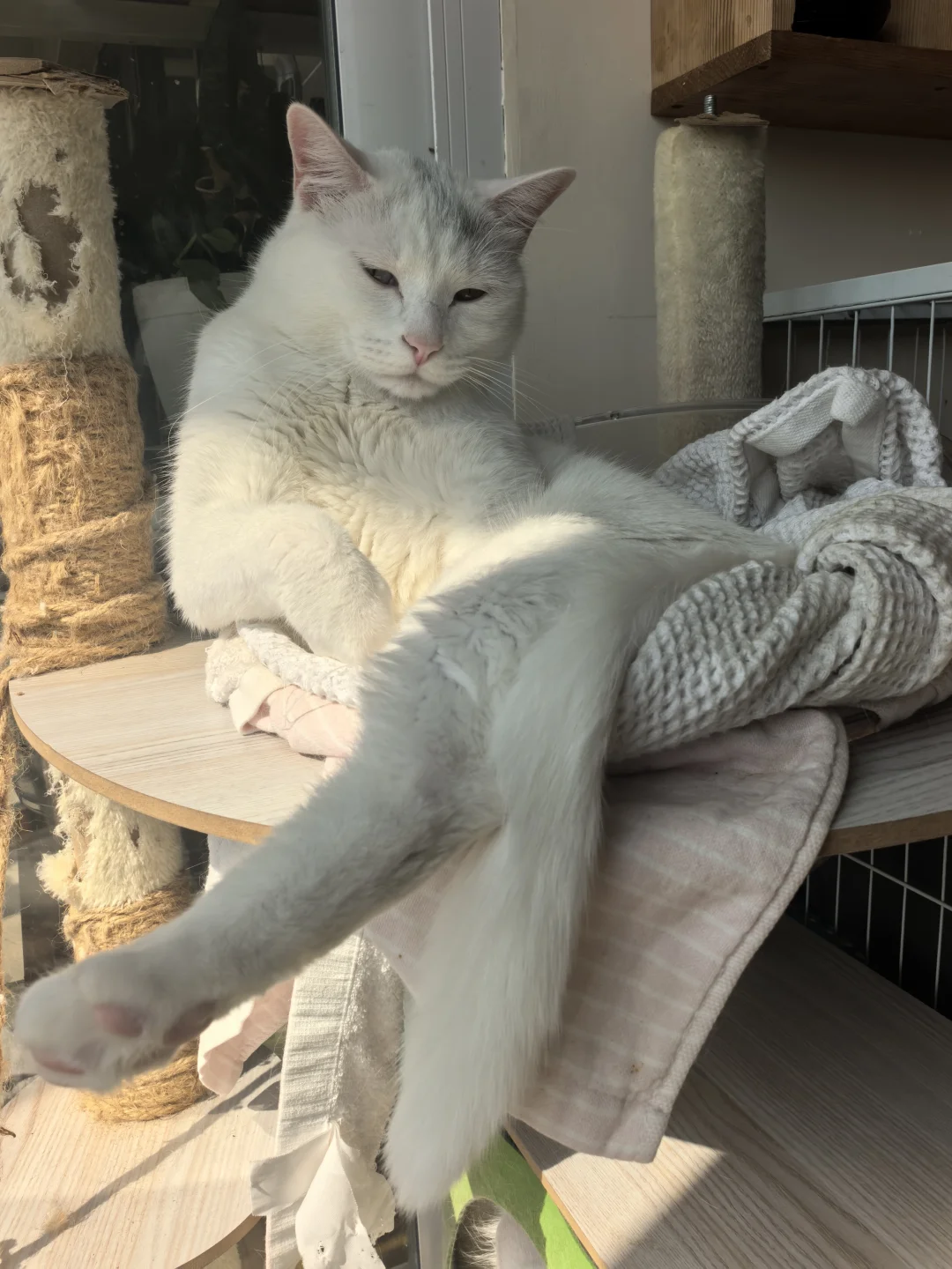 一只公猫妖娆的不像样