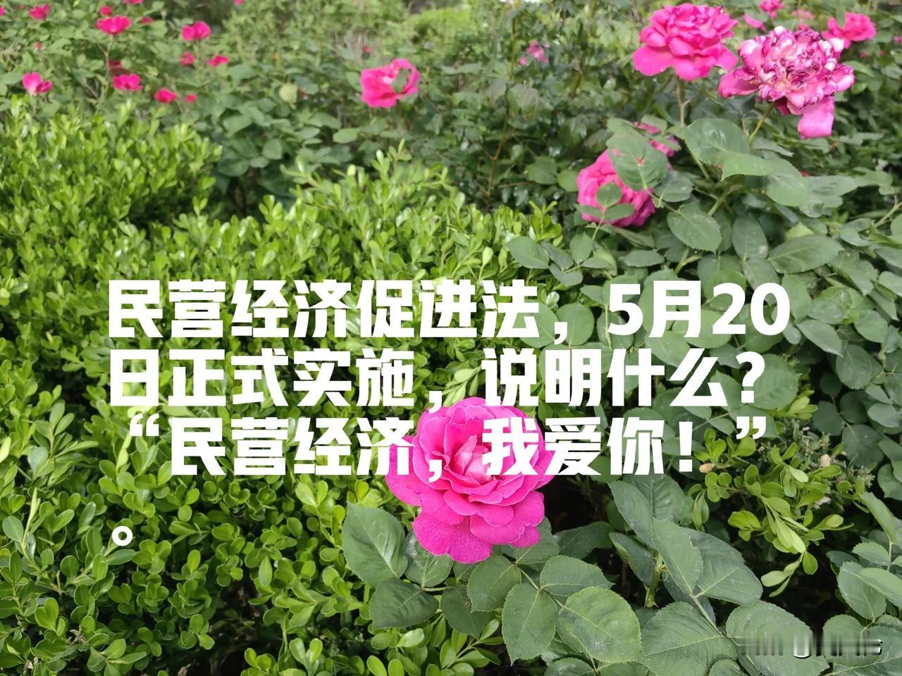 民营经济促进法，5月20日正式实施，说明什么？“民营经济，我爱你！”。可不是嘛