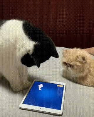 看得见摸不着还吃不到，猫咪能不生气吗？