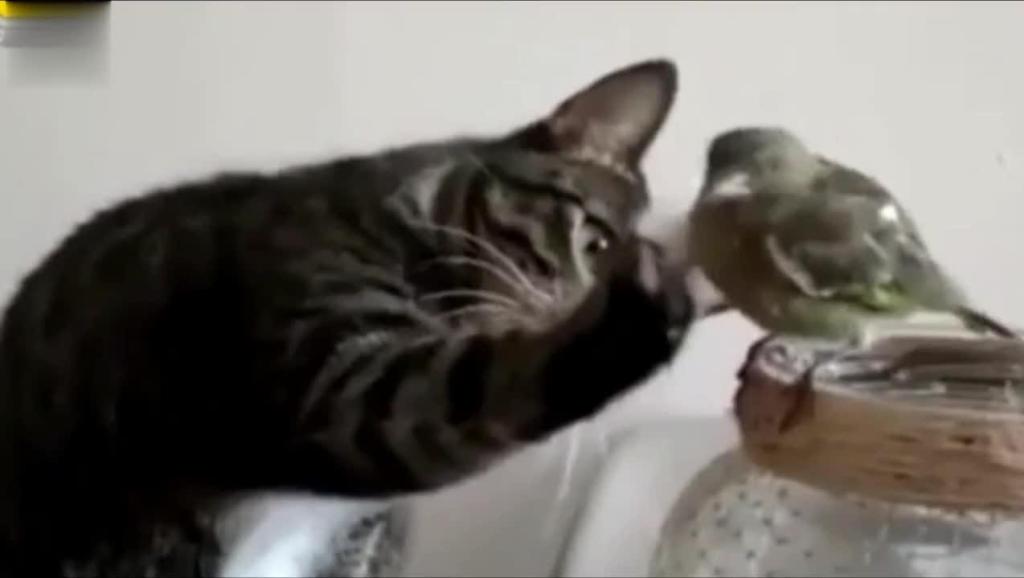 小猫的视频大全可爱 15645462322464630856.jpg?id=0