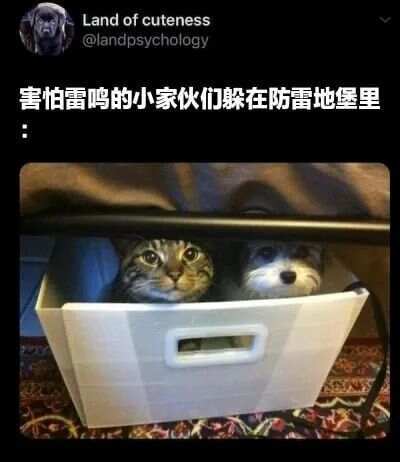 猫猫会一直相信你！