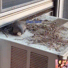 在这玩滚蛋？血压波动有点大啊