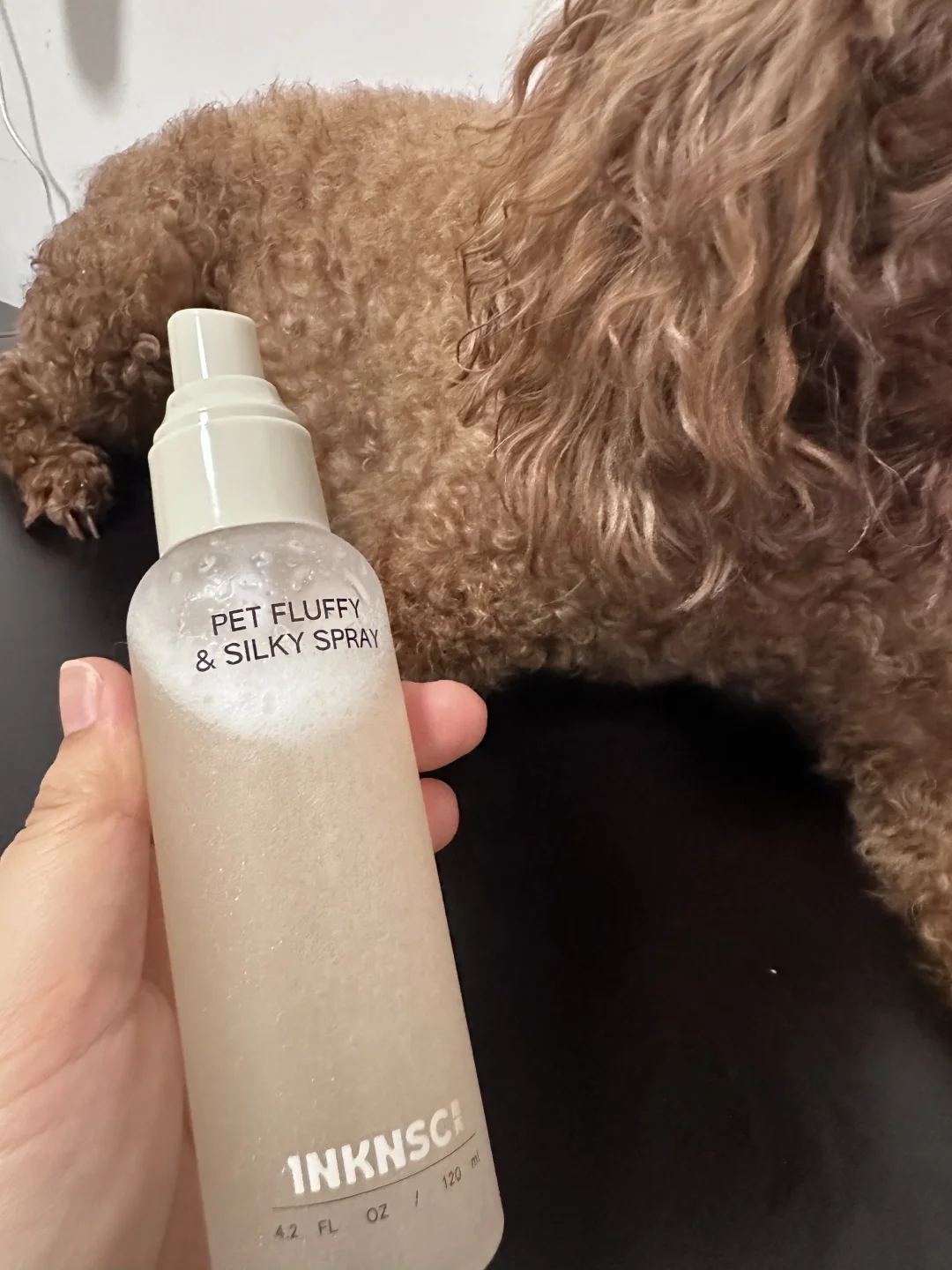 养棕泰迪必备｜告别梳毛打结全靠它🐶