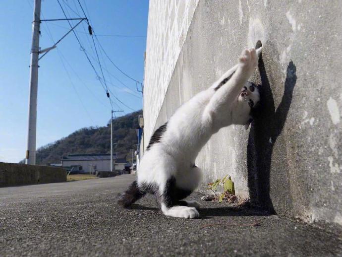 戏精猫，人家小洞洞招你惹你了