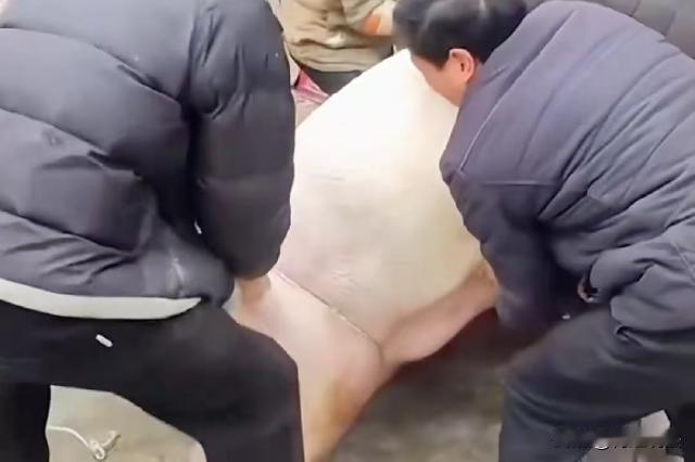 四川合江，男子家里杀年猪，邀请同村66岁村民到家里帮忙按猪，猪拼命挣扎，一脚将村