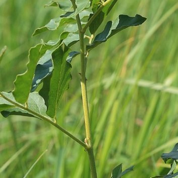种植🍃甘草的种植方法一、栽培技术：（1）土壤选择：栽种甘草的田地要求：地下水