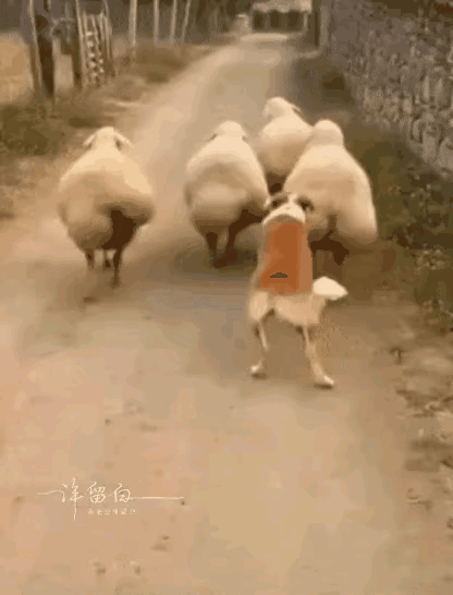 真是丢了八代狗脸，这只狗狗被一起长大的羊姐羊妹们迷住了，整天跟在它们的屁股后面把