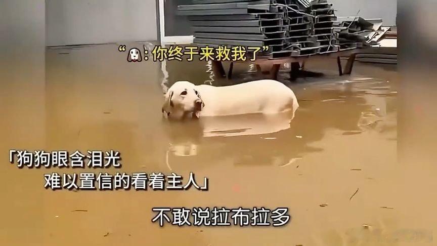 凤凰新闻【狗狗见主人来救自己后委屈哭了，接下来，把网友的眼泪都看出来了】狗狗见主