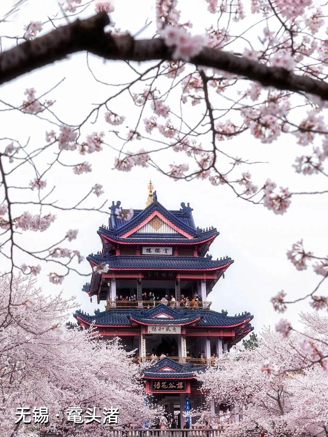 |清明赏花去，最美的春天就在这清明不只有细雨纷纷，还有一路繁花相迎。无锡鼋头