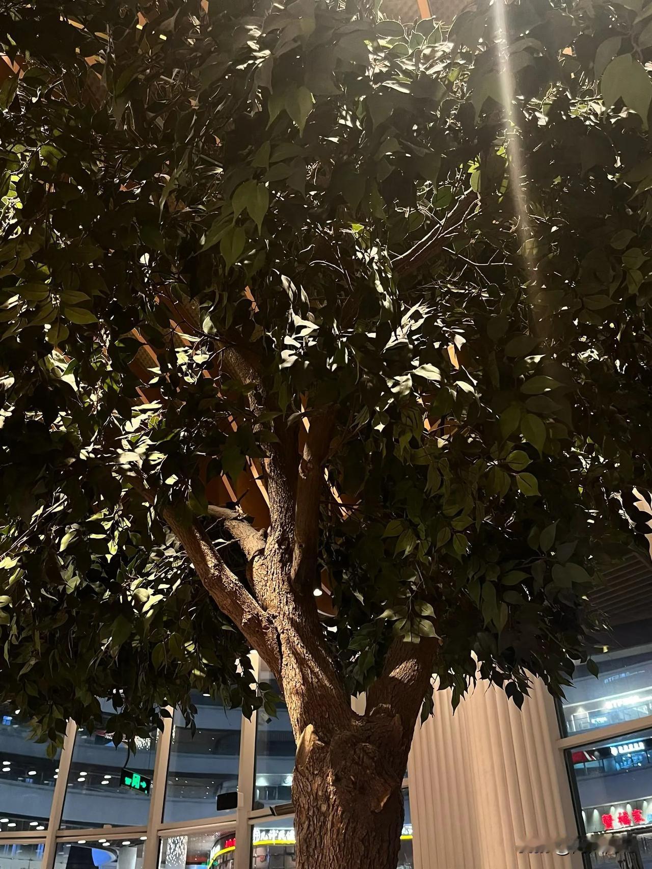 今天看朋友圈，看到一个朋友说被孩子上了一课，大人都先入为主了。看树干是真的，