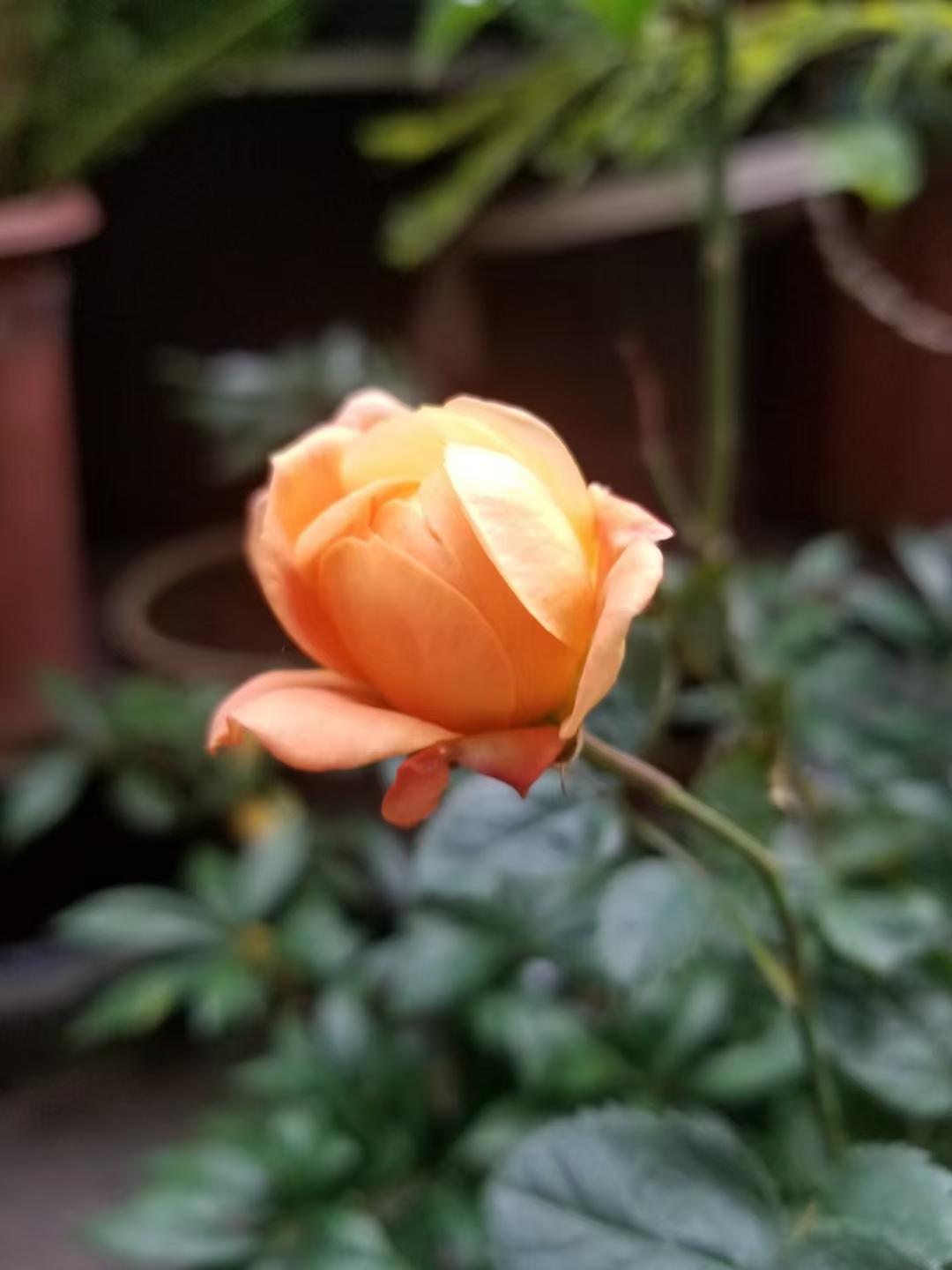 搭伙老伴的儿子一家要回来过年，老伴高兴的让我给他孙子准备红包，还说一家人过个团圆