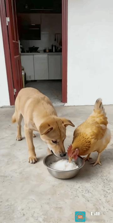 倒完后，它没走，而是它蹲在旁边，看鸡的反应。另外，它还知道不倒完，留一半下次用