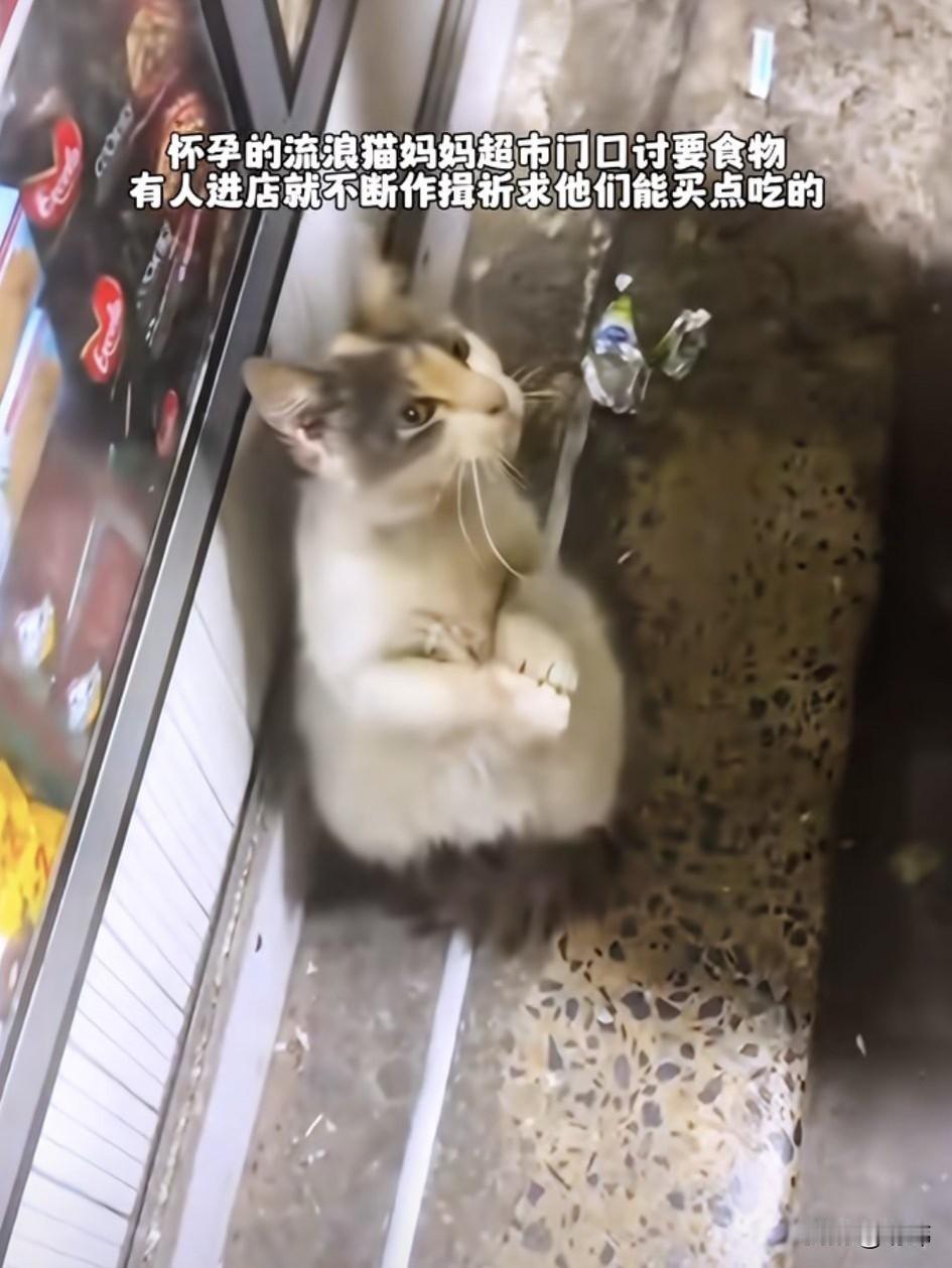 一位阿姨开了一家超市，这天她看到一只可怜的流浪猫妈妈蹲在她店里的柜台前，有人进门