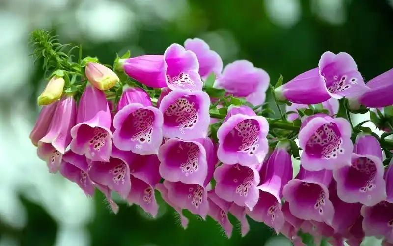 属蛇人属牛人2026年桃花还有属蛇人，属蛇人的心思细腻，他们无论做什么事情都会表