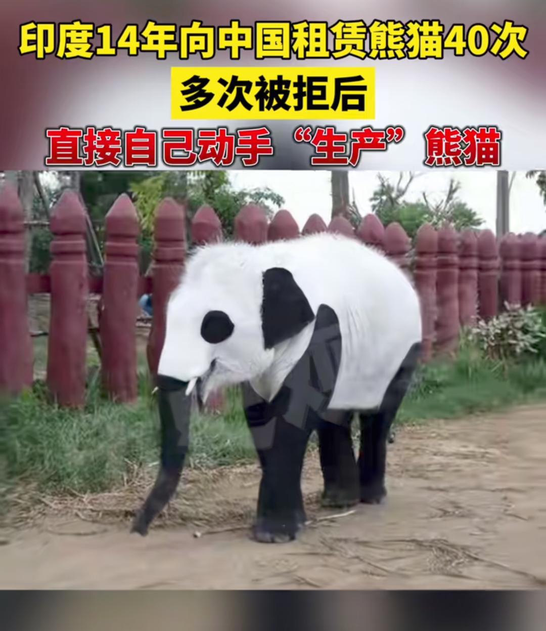 来瞧瞧印度版“熊猫”。[捂脸哭]印度人把大象、鳄鱼都涂成了黑白两色，假扮成大熊