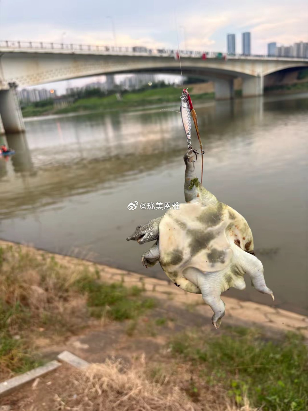 浏阳河不空军，只打龟！不知道是不是野生的，尾巴那里全是蚂蟥！