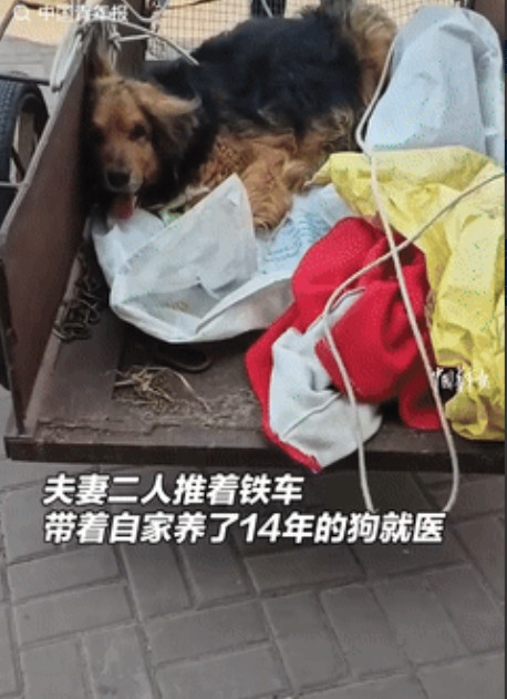 眼泪止不住了！吉林，一对中年夫妻走了十几里地，用板车拉着14岁的狗子去求医，兽医