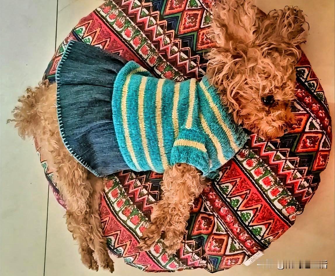 奉劝大家不要随便养狗。不要看它们小时候那么可爱，养到它们老了，你可能会崩溃！