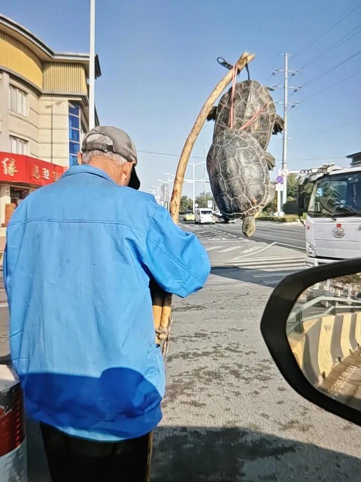 近期，即墨以及周边区市又出现了几个身穿工作服迷彩鞋，手拿杆子挑着龟鳖在大街上售卖