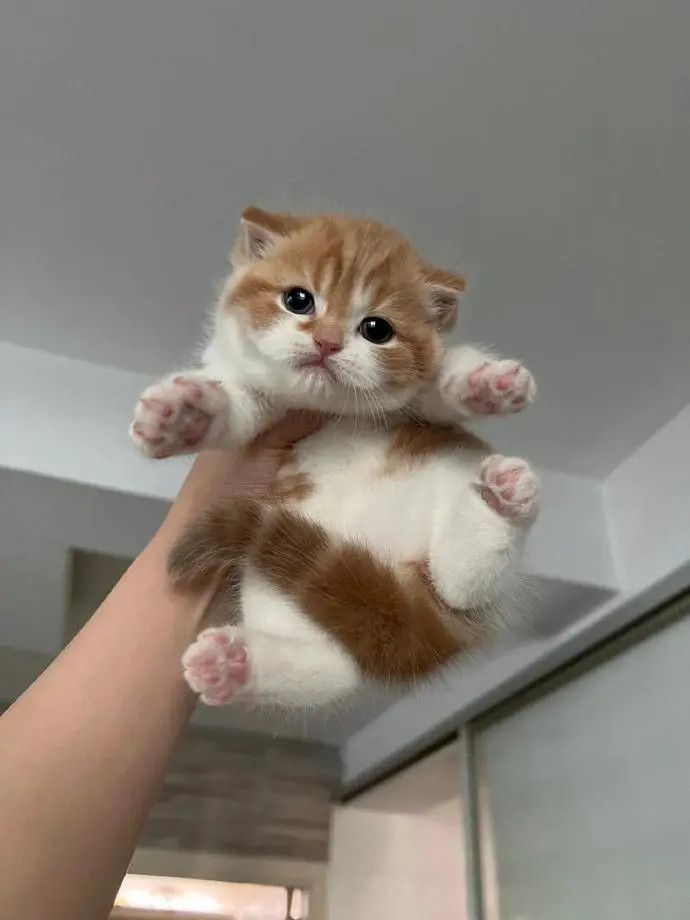 天呐，好可爱的小橘猫啊虽然见过很多只小橘猫，但依然会见一只爱一只。比如这