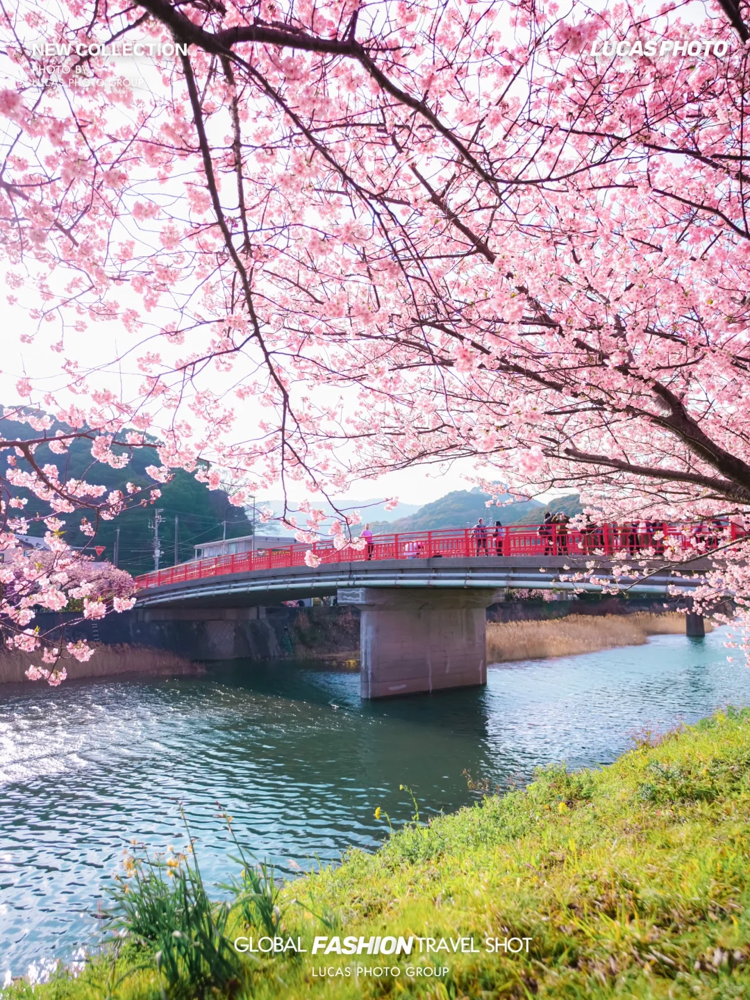 再过一个月🌸东京这5️⃣个地方将樱花满开！！