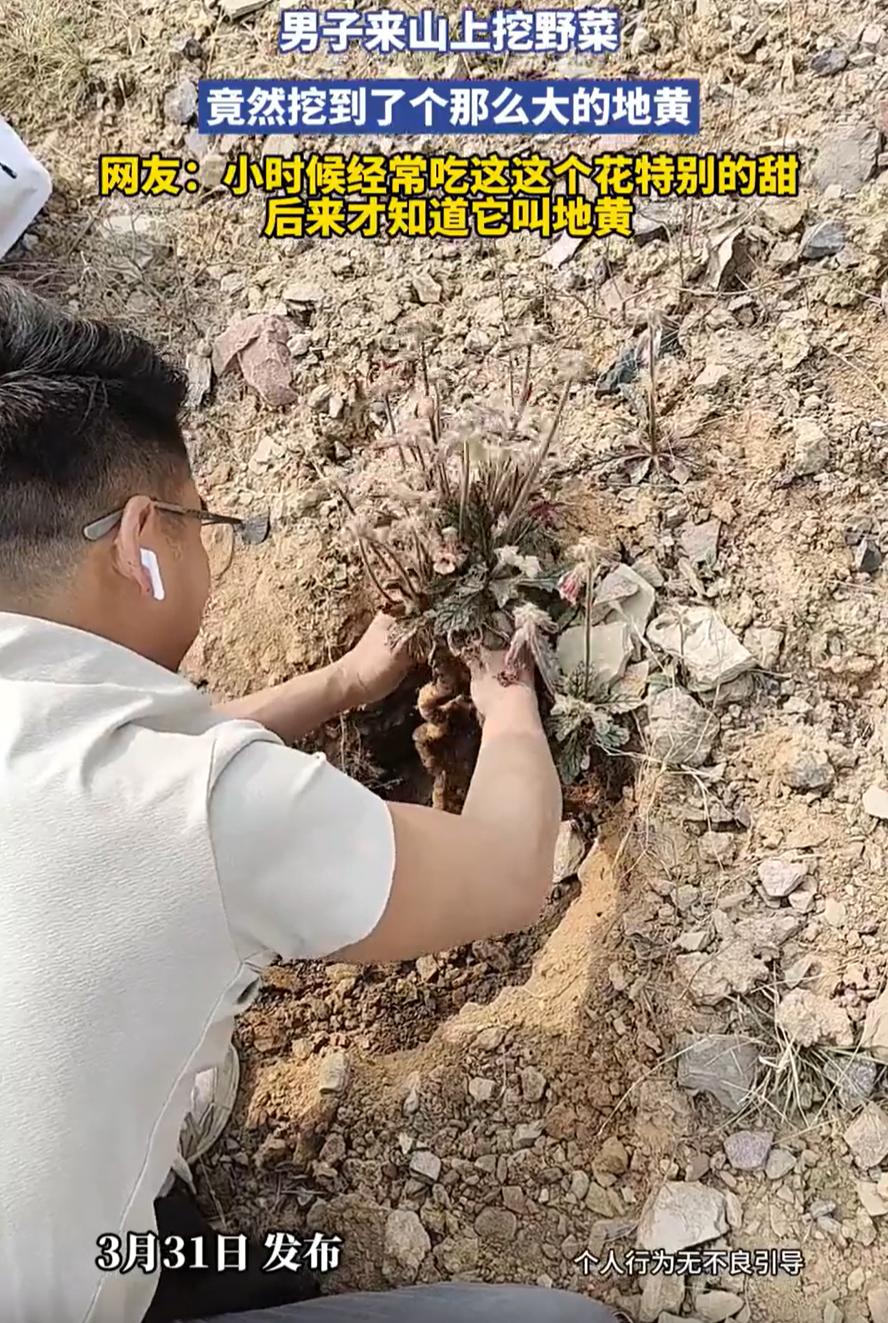 重庆，男子上山去挖野菜，本想着挖点荠菜，蒲公英，没想到一锄头下去，竟挖出了个“大