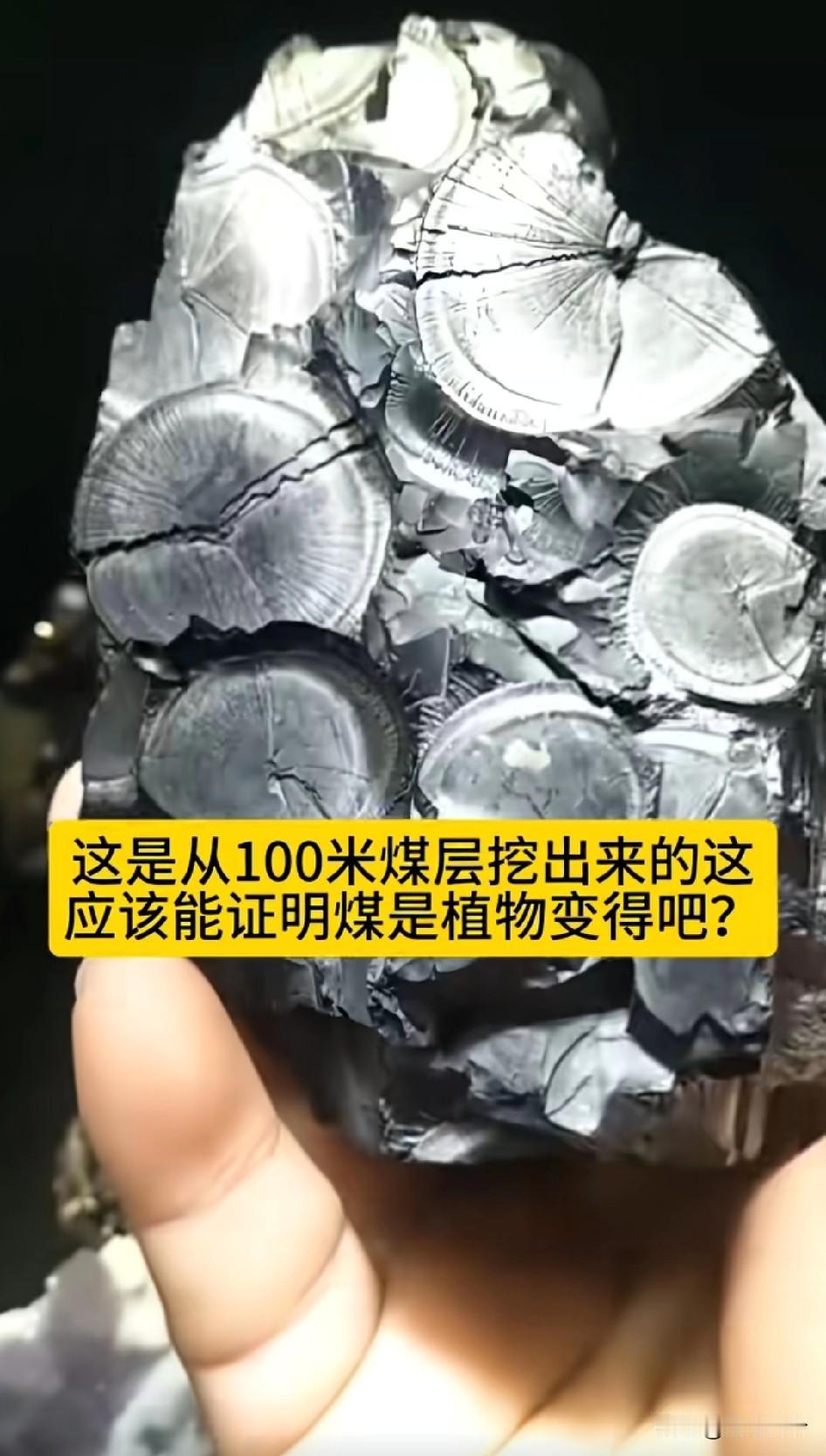 这是从100米煤层挖出来的，这应该能证明煤是植物变得吧?以前的植物长得高大一棵