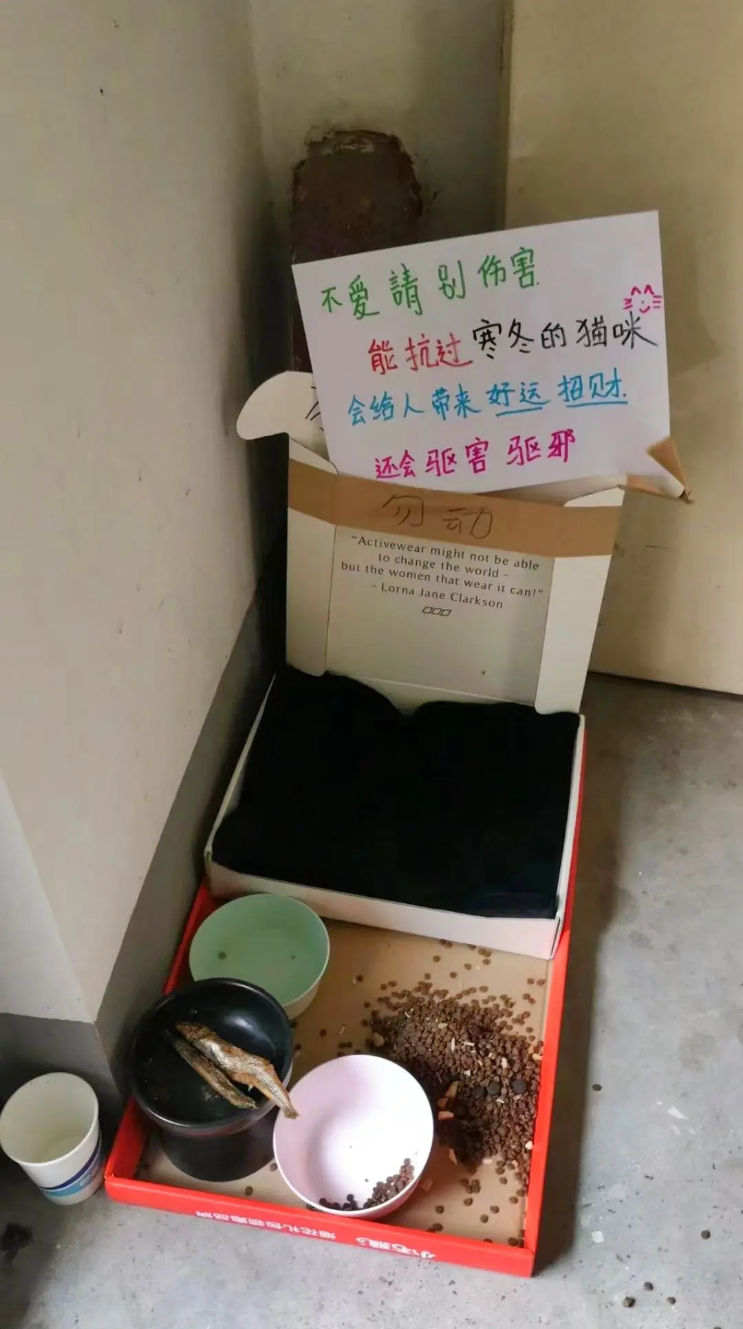 网友分享：它也只是想有个温暖的家吧！每天都来窗户口等饭的小白猫，瞎了一只眼睛的它