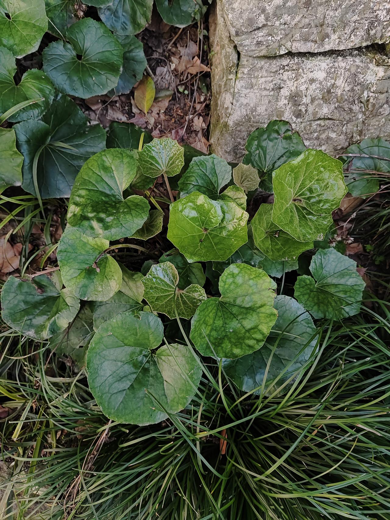 老公在家数落我，说婆婆不来给我带孩子，就是因为我嘴不会说好听的话！我听到这就