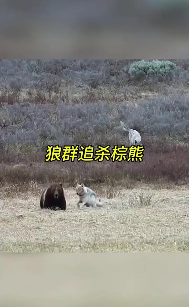 狼群追杀棕熊。这绝对是你从未见过狼群猎杀棕熊的精彩场面。饥肠辘辘的棕熊大清早就