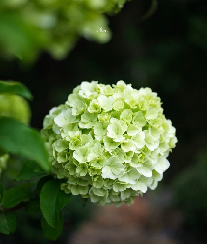 “绣球花…”​​​