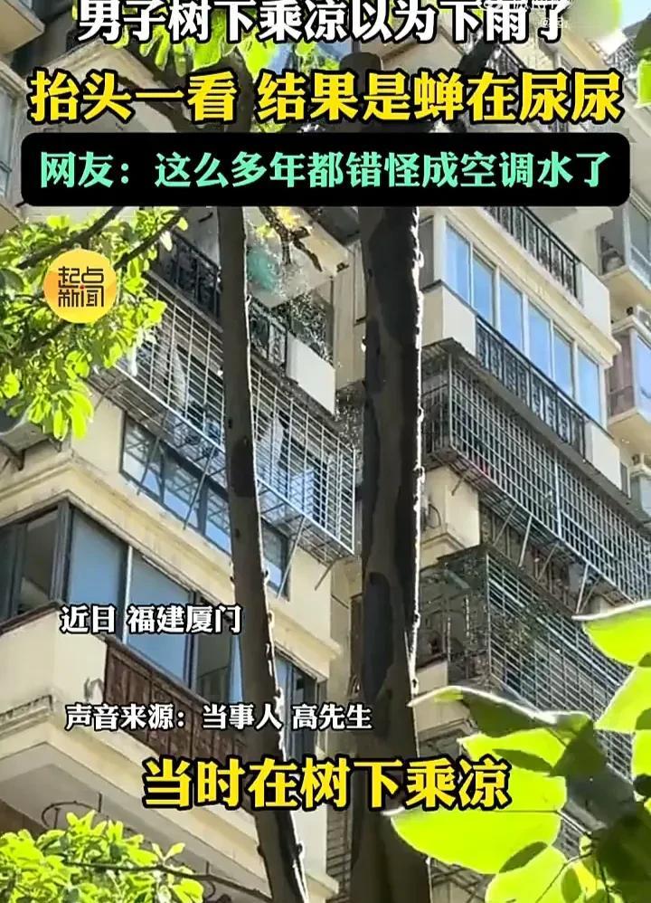 相信很多人都有这么糊涂的时候！近日，福建厦门一名男子在树下乘凉时，突然感到上方有