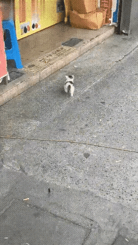 太可爱了！这天一位小姐姐去逛街，当她走到一家开锁店附近的时候，看到一只很小的小奶