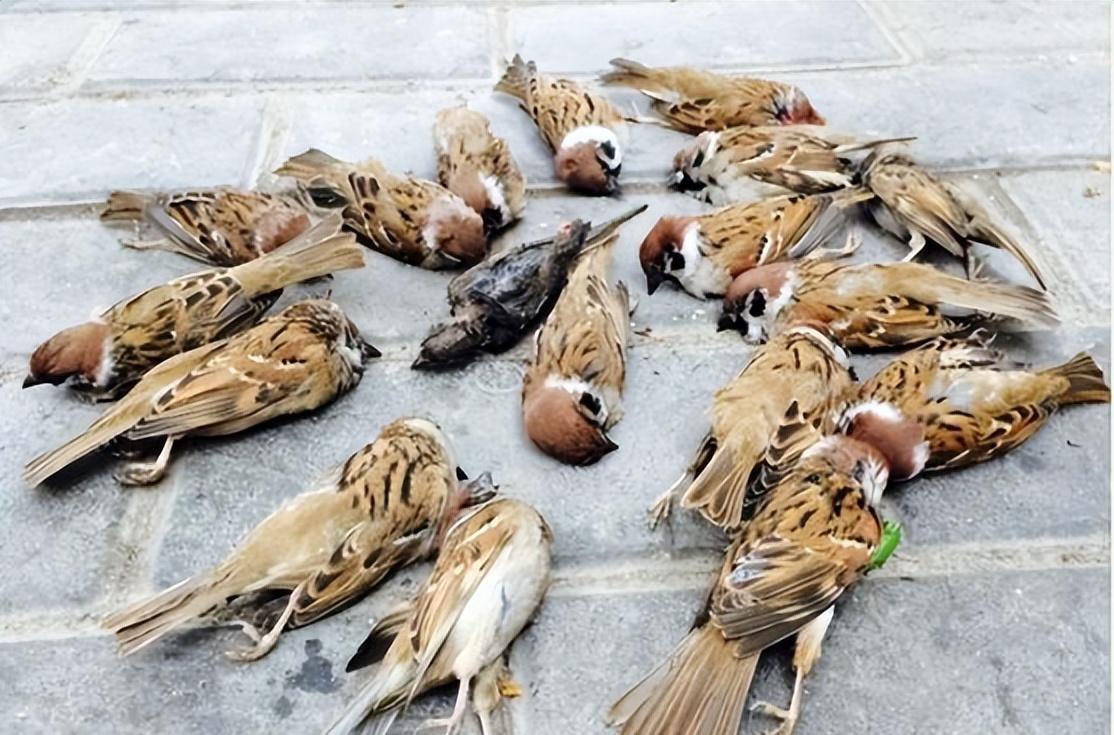 为什么看不见麻雀的尸体？一位70岁的护林员告诉我，麻雀的平均寿命在3-6年之间，