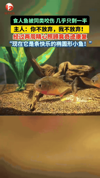 被同类咬伤，身体几乎只剩一半，主人说：你不放弃，我不放弃！经过两周精心照顾，竟