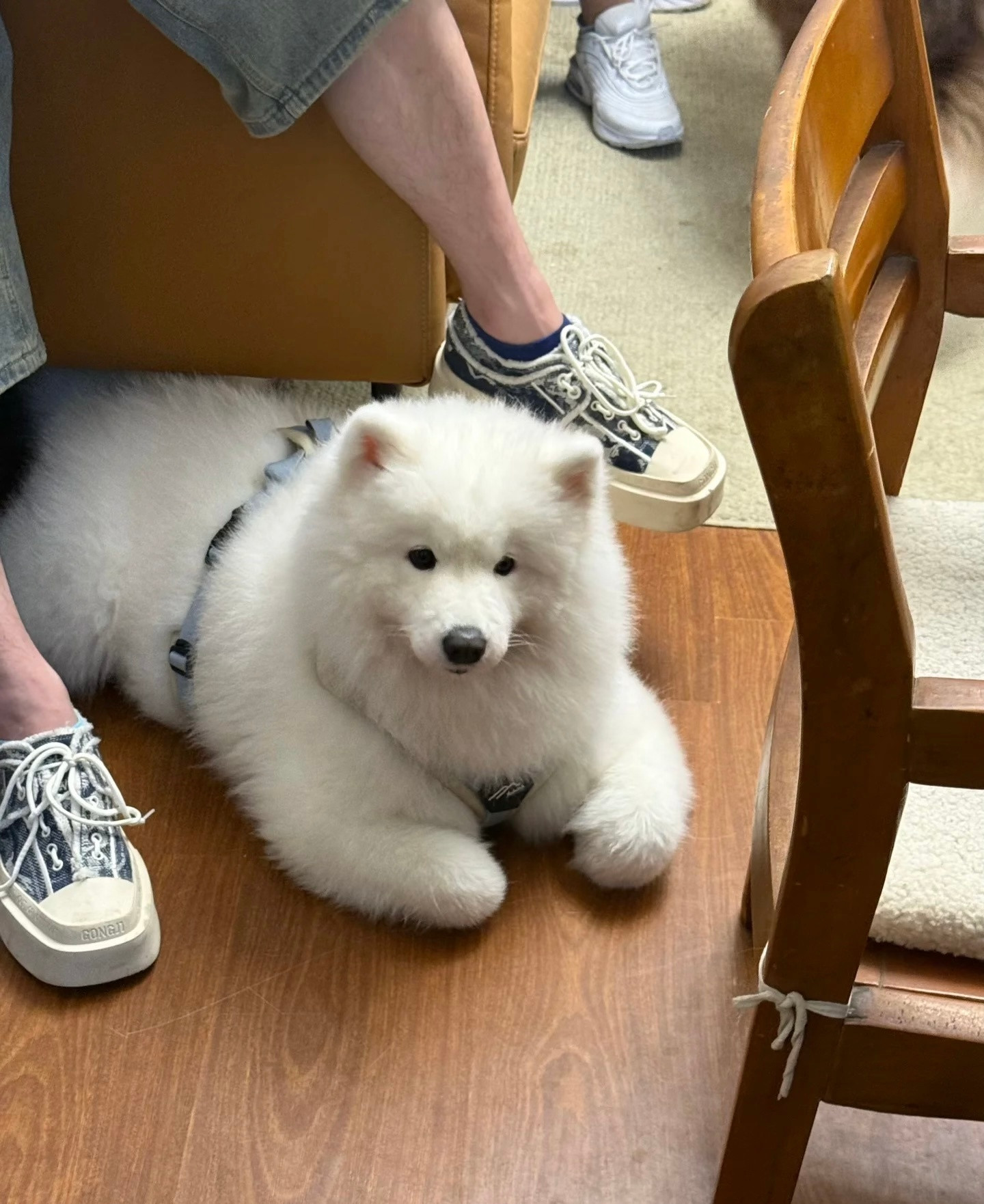 喜欢揣手手的萨摩耶​​​
