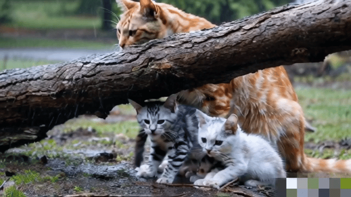 下雨了，流浪猫无处可去，猫妈妈只能带着小猫咪在一棵倒伏的大树下避雨。