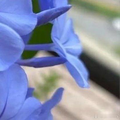 0000种植蓝雪花的养护方法如下：1、光照：蓝雪花喜光，每天至少需要6小时的直射