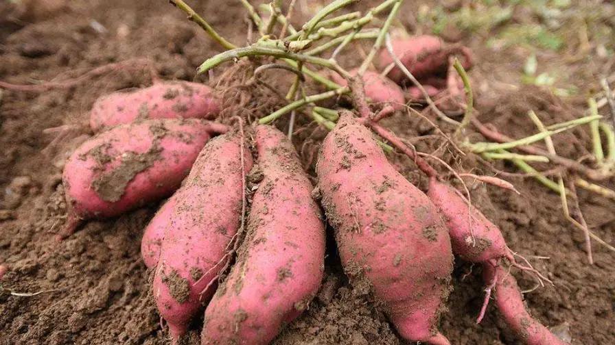 1593年福建的田野里，饿殍遍地。百姓挖光了树皮草根，连观音土都成了奢望，可