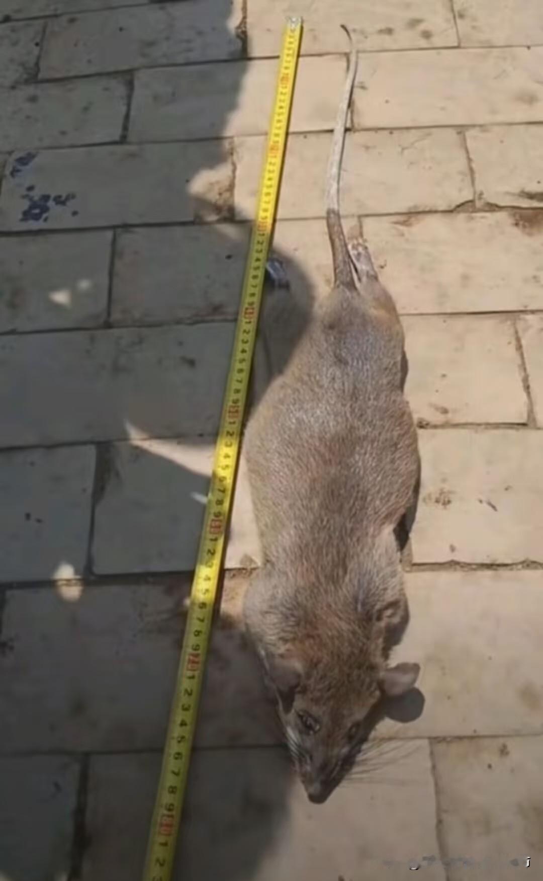 刚刷到个感觉非常离谱的报道加图片，南方某地居然抓到了这么大一只老鼠，属实把我吓一