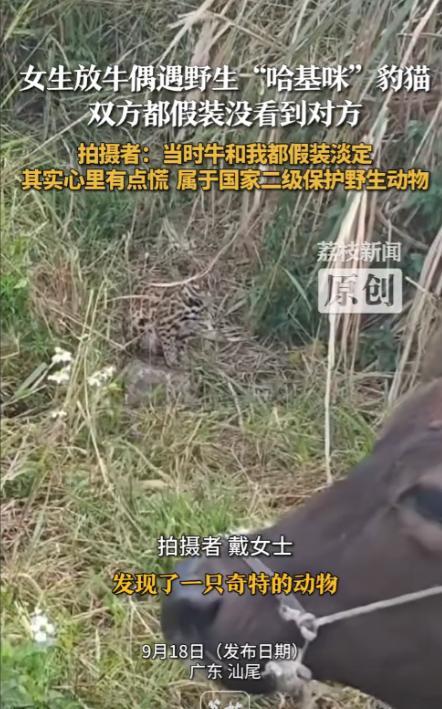 “这就是命啊！”广东汕尾，一女子外出放牛时，发现了一只奇特的动物，一只猫身上却长