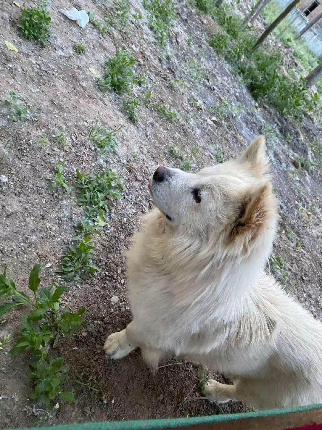 我家小狗被同村人煮食，我该如何应对？