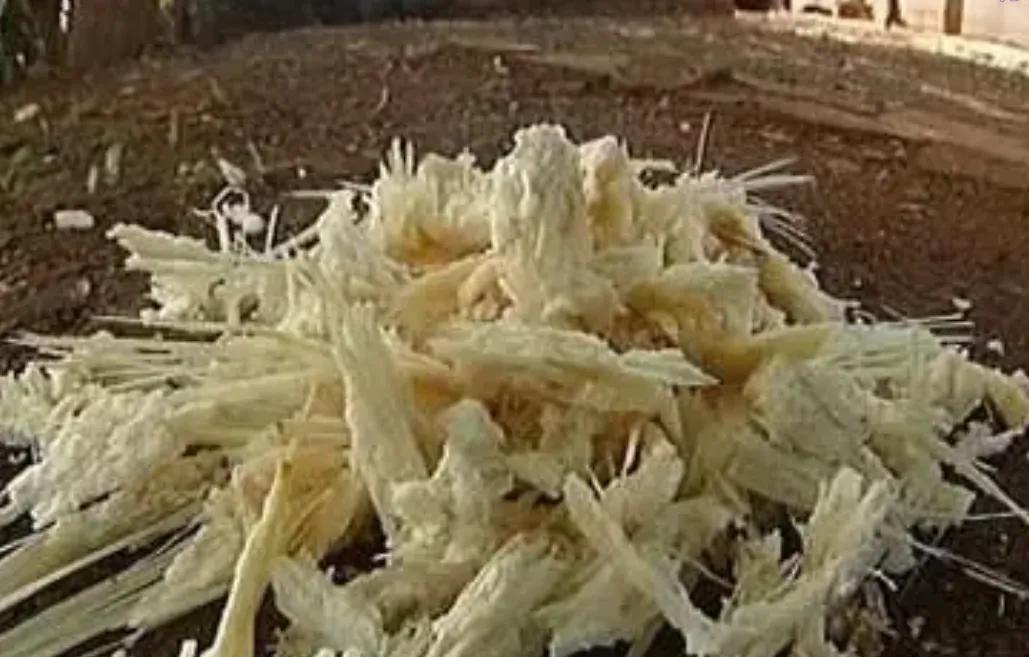 🌛印度每年榨糖剩下7500万吨甘蔗渣，堆在河边发臭，蚊虫漫天飞，可是这堆烂