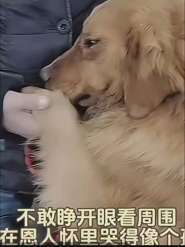 这样的场景让人看了既心痛又气愤...大金毛被主人卖到了狗肉车上，被一位路过的大