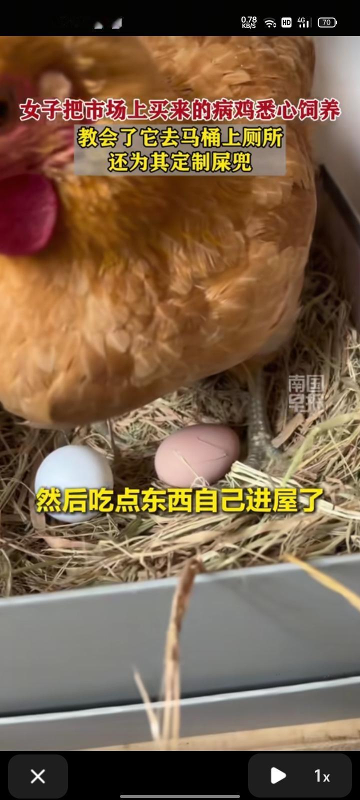 2月5日，江苏淮安。女子把从市场买的病鸡当宠物养，还教会它去马桶上厕所，还为它定