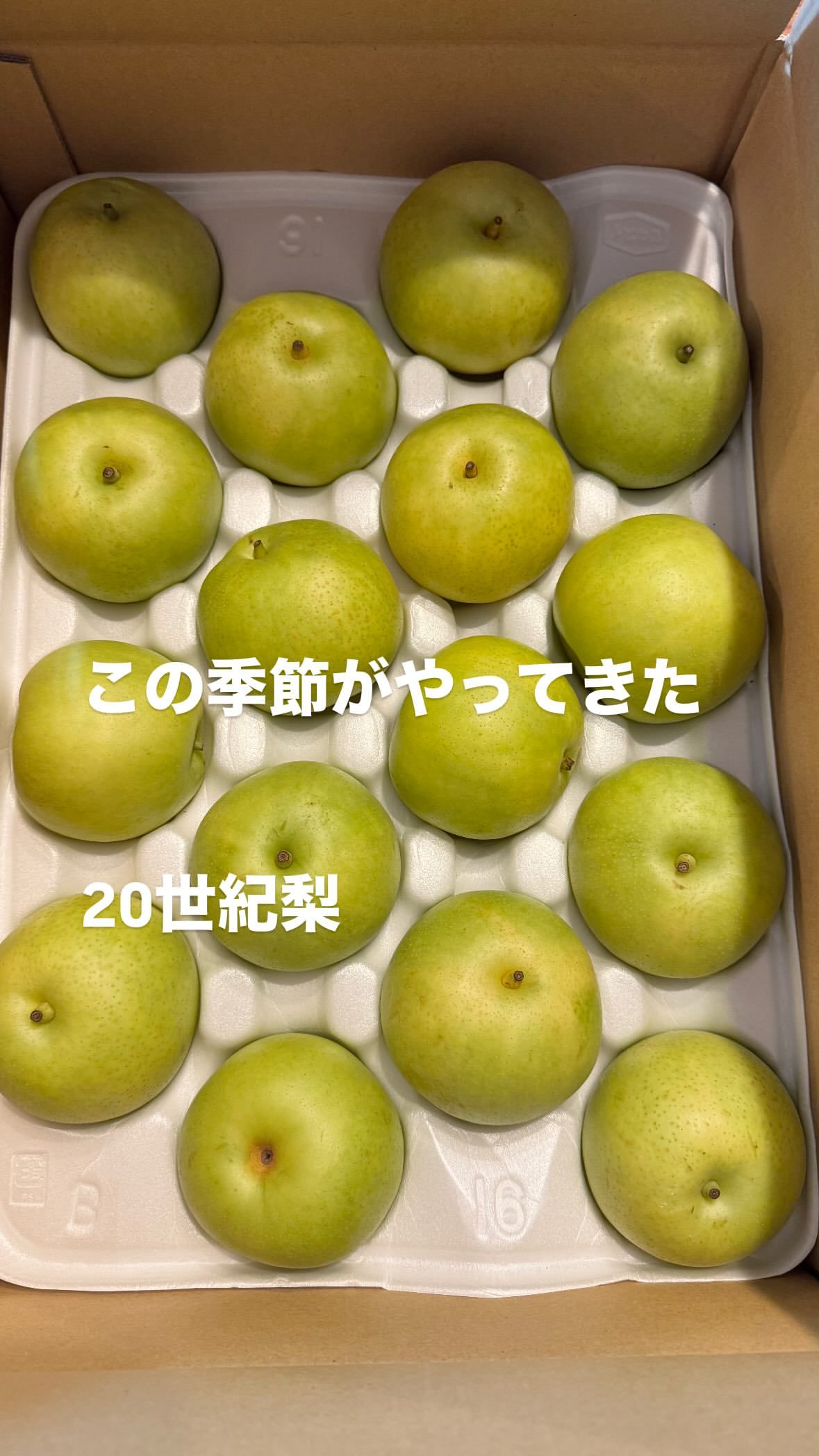 イモトアヤコ​​​
