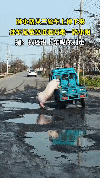 笑疯！猪跳车反被绳“锁死”，挂车尾一路小跑追车😂三轮车过陡坡时，胖猪一个